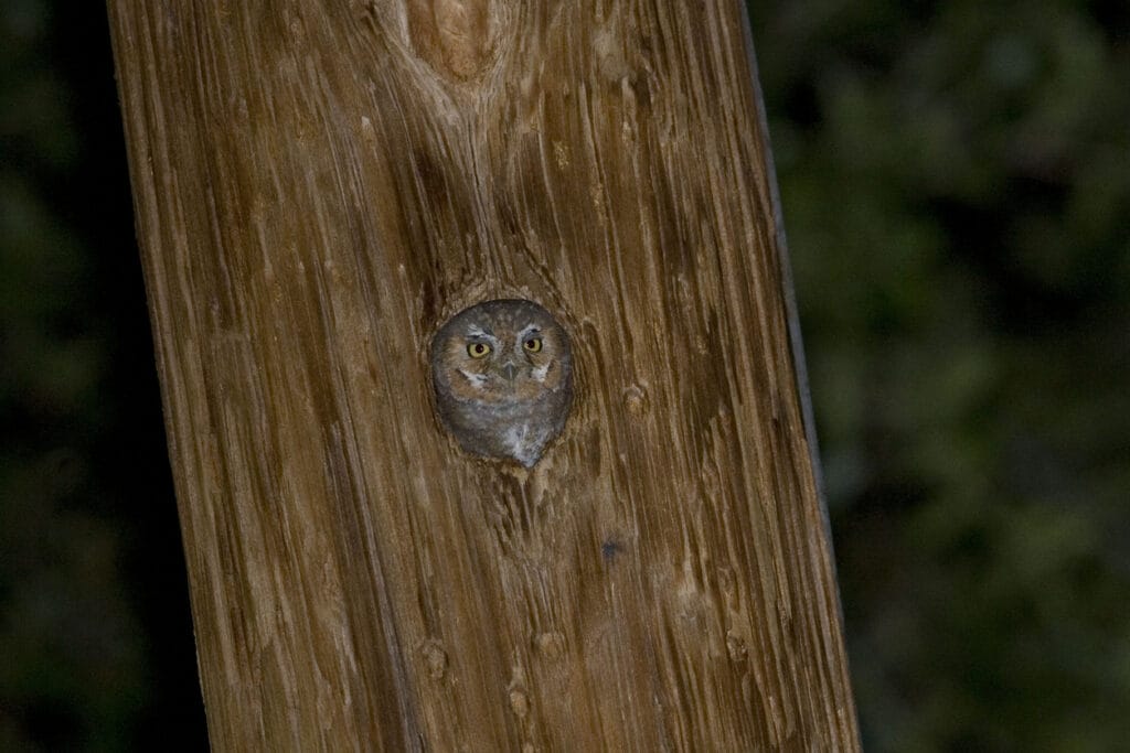 nesting elf owl