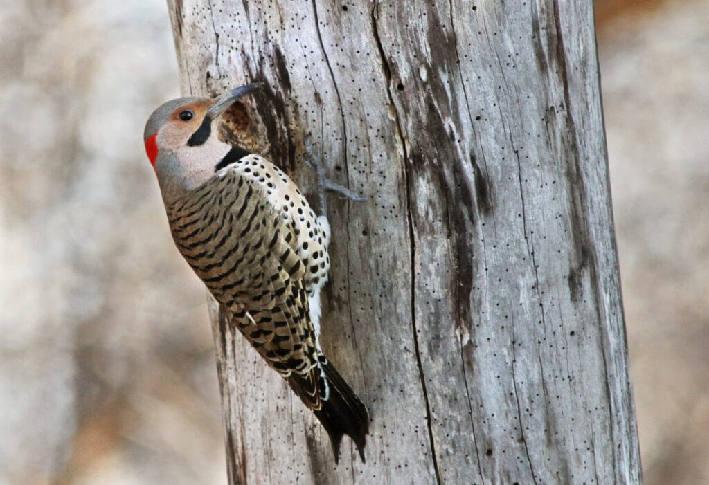 Northern flicker