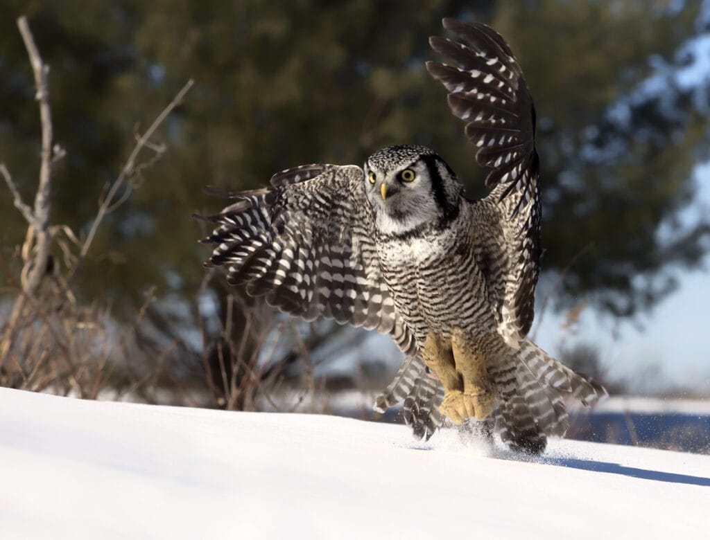 northern hawk owl attacking