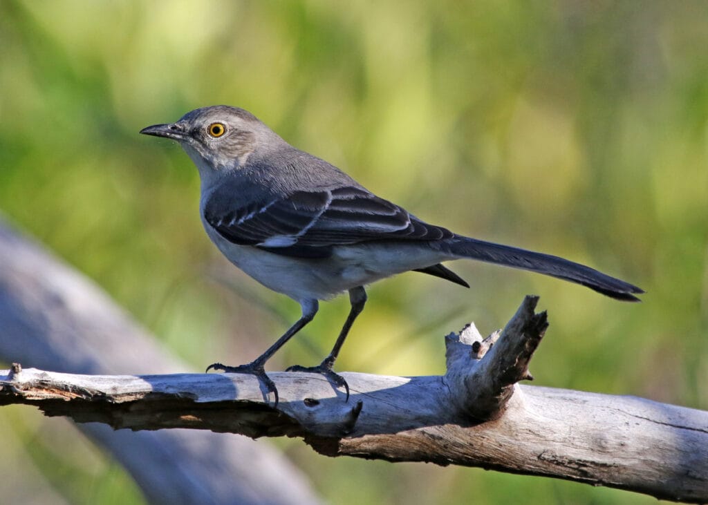 northern mockingbird on a log