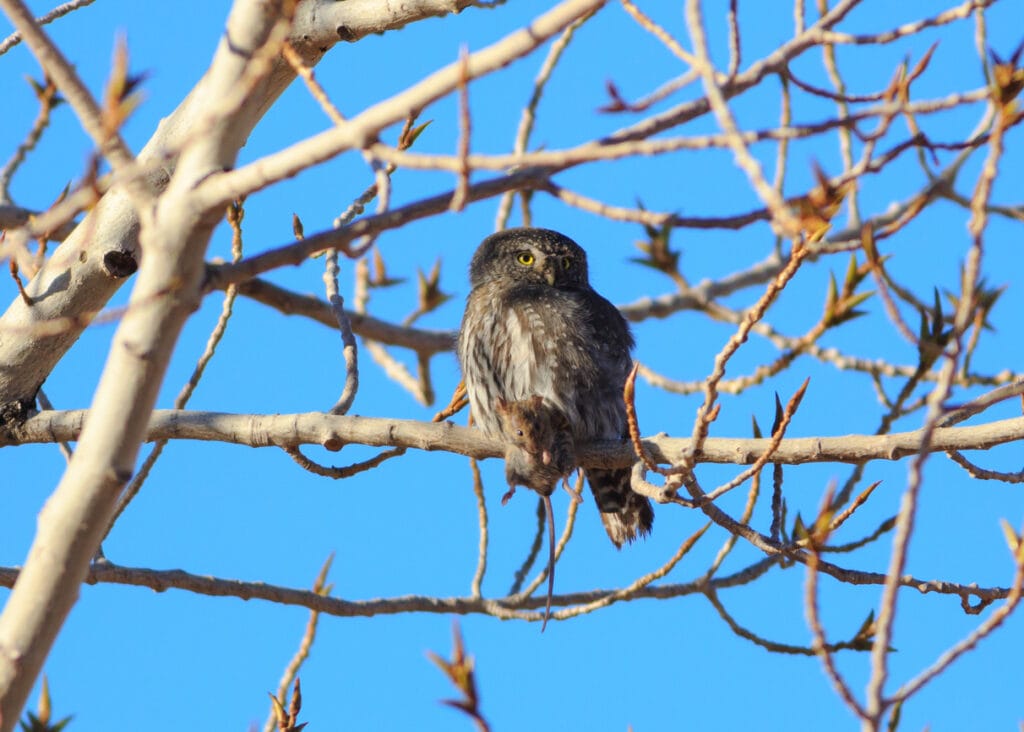 northern pygmy owl