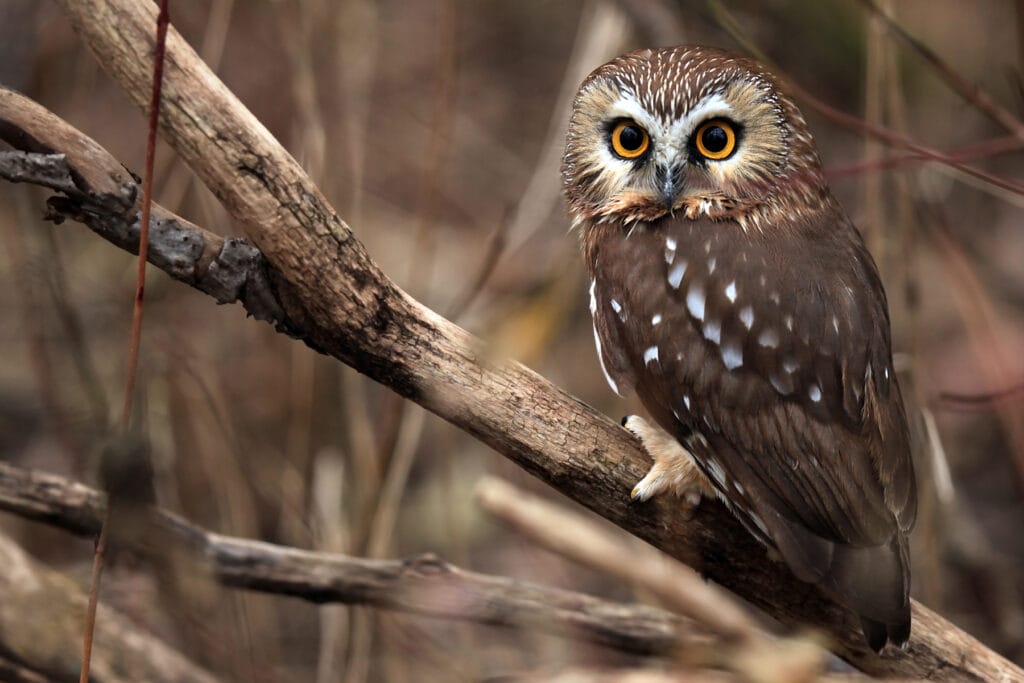 northern saw whet owl