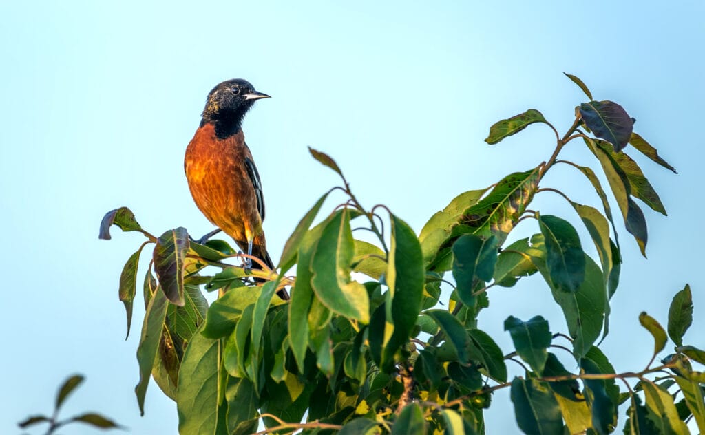 orchard oriole in tree