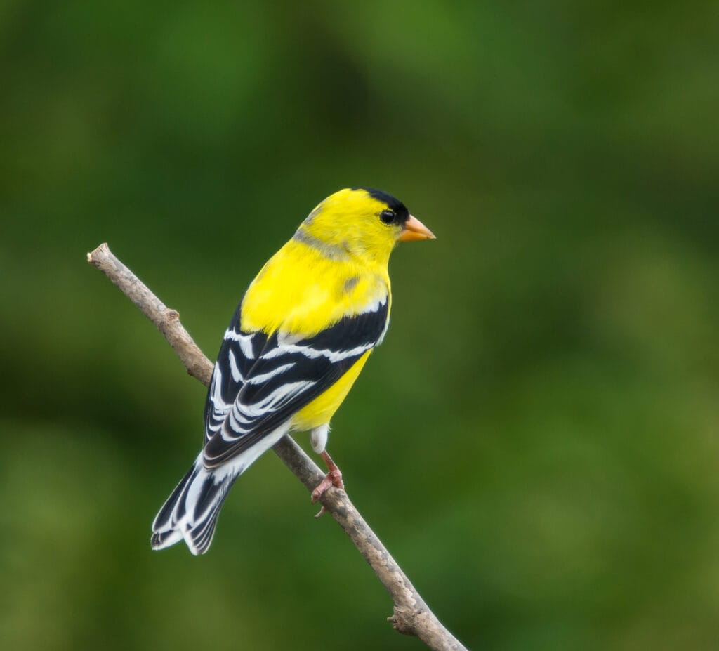 perched american goldfinch