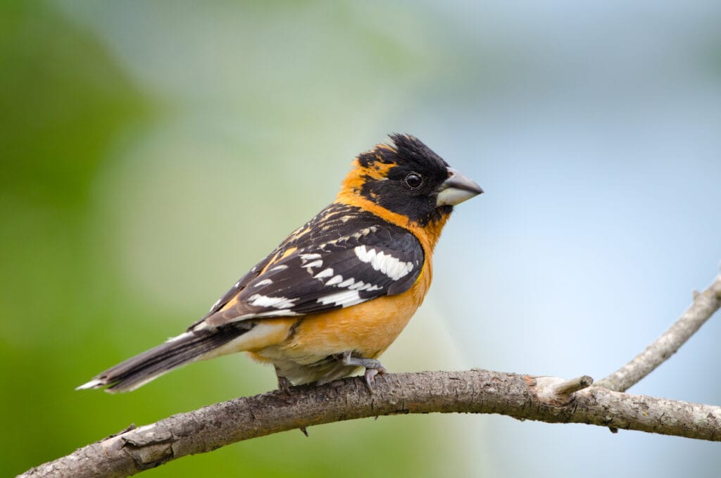 Black-headed Grosbeak