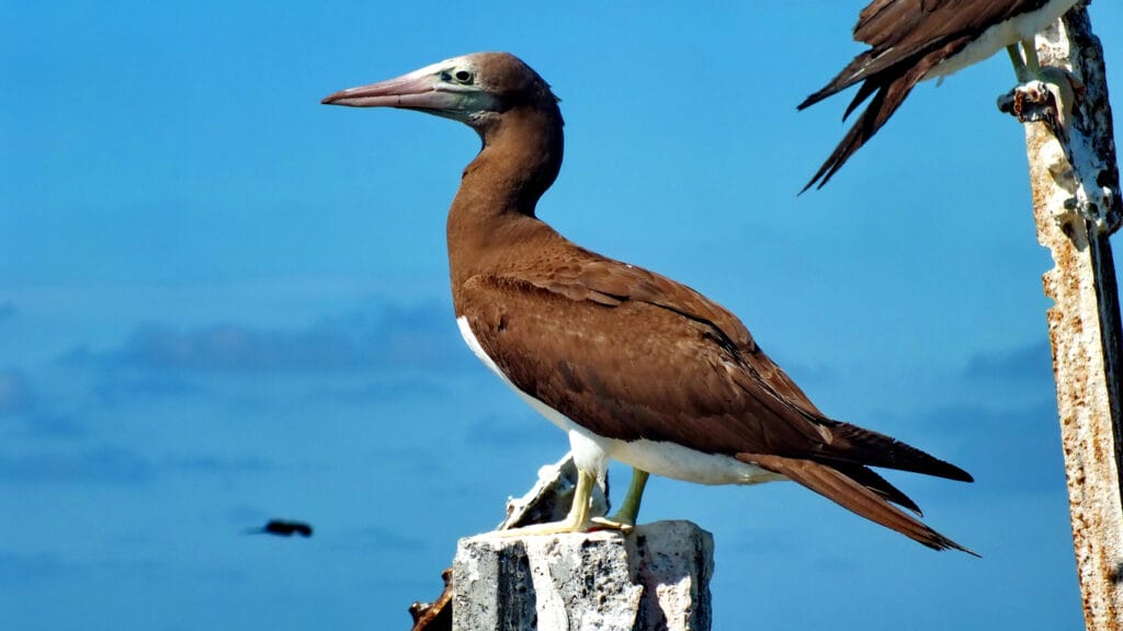 perched brown booby