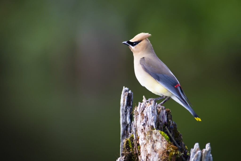 perched cedar waxwing