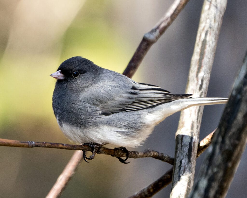 perched dark eyed junco