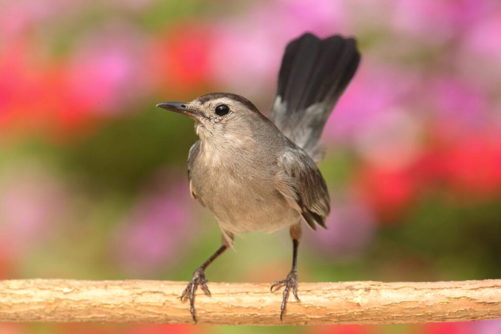 perched gray catbird