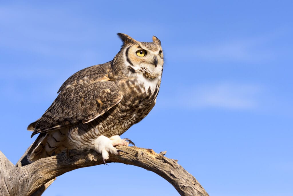 perched great horned owl