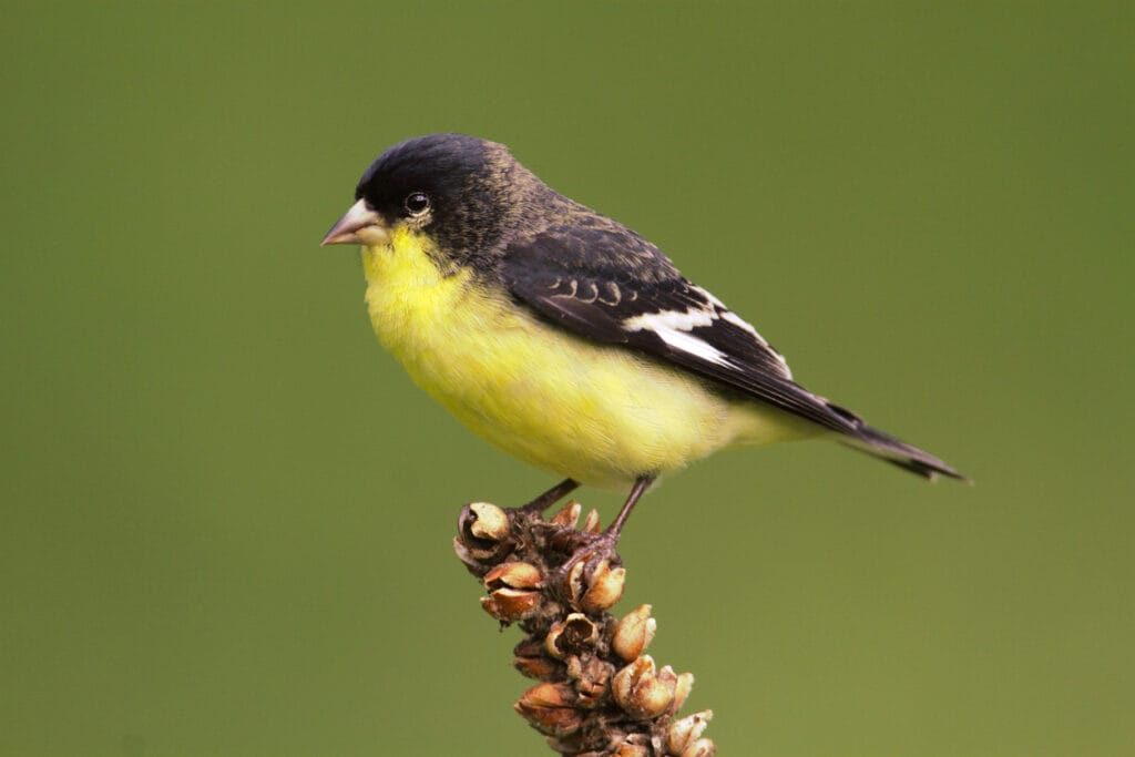 perched lesser goldfinch