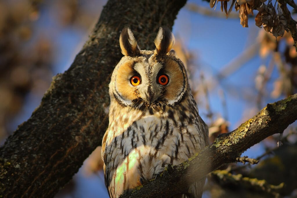 perched long eared owl
