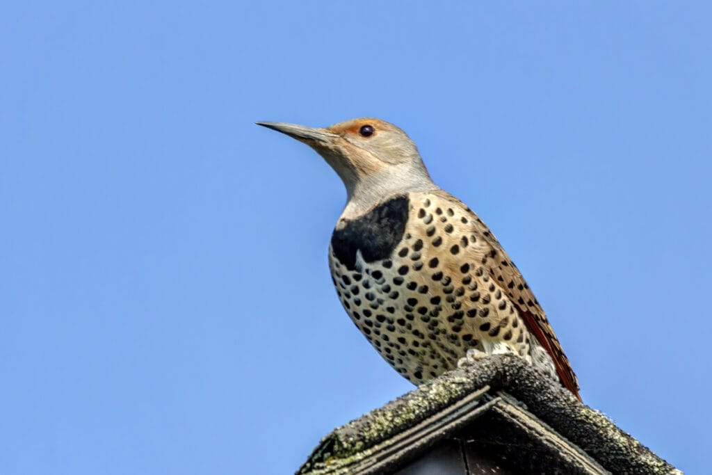 perched northern flicker