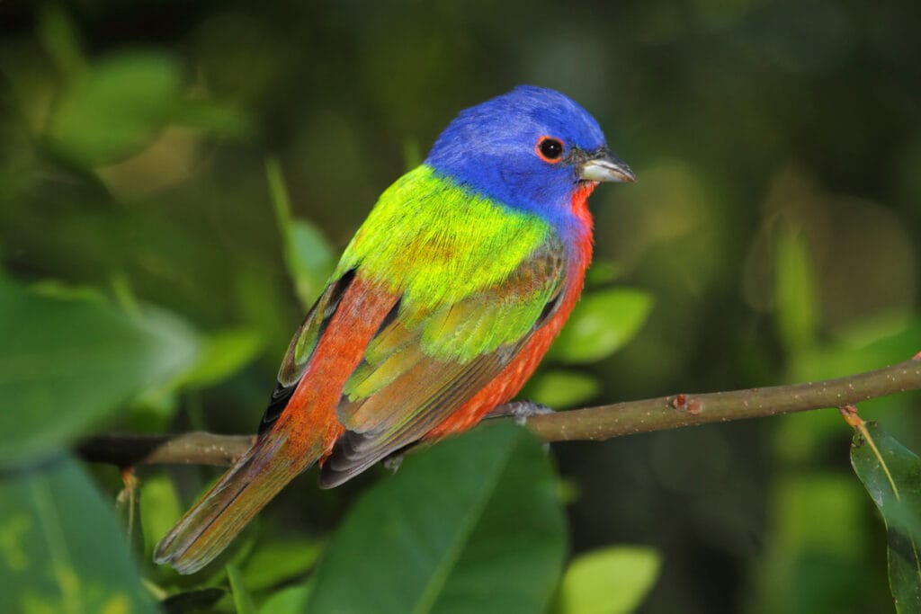 perched painted bunting