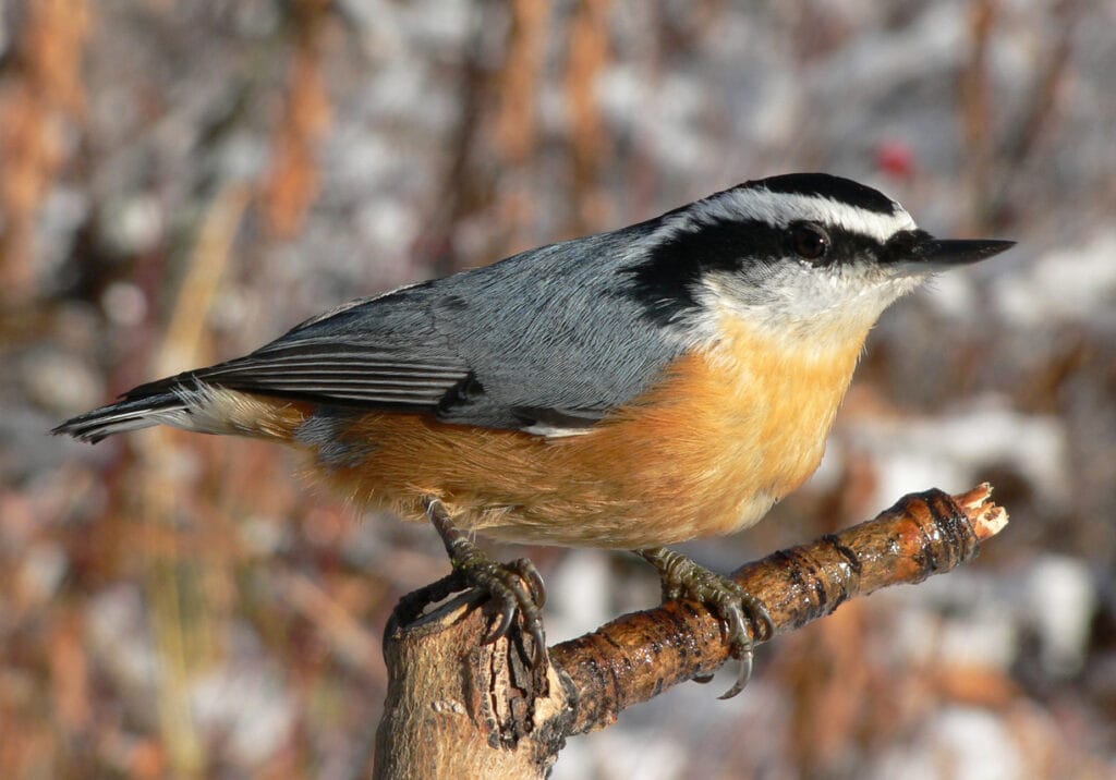 perched red breasted nuthatch