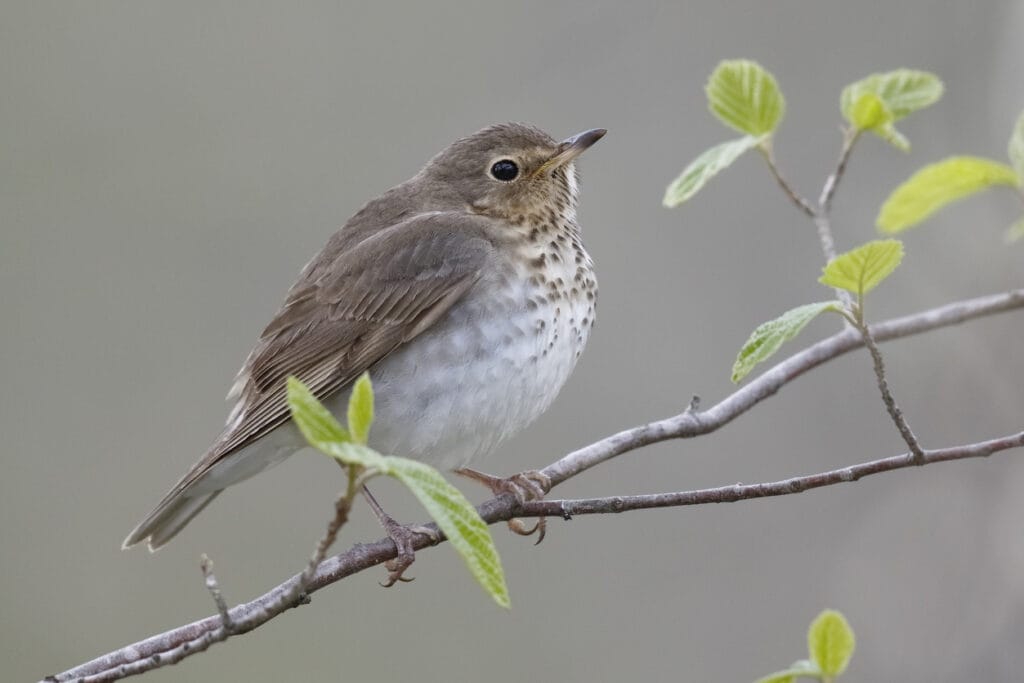 perched swainson's thrush