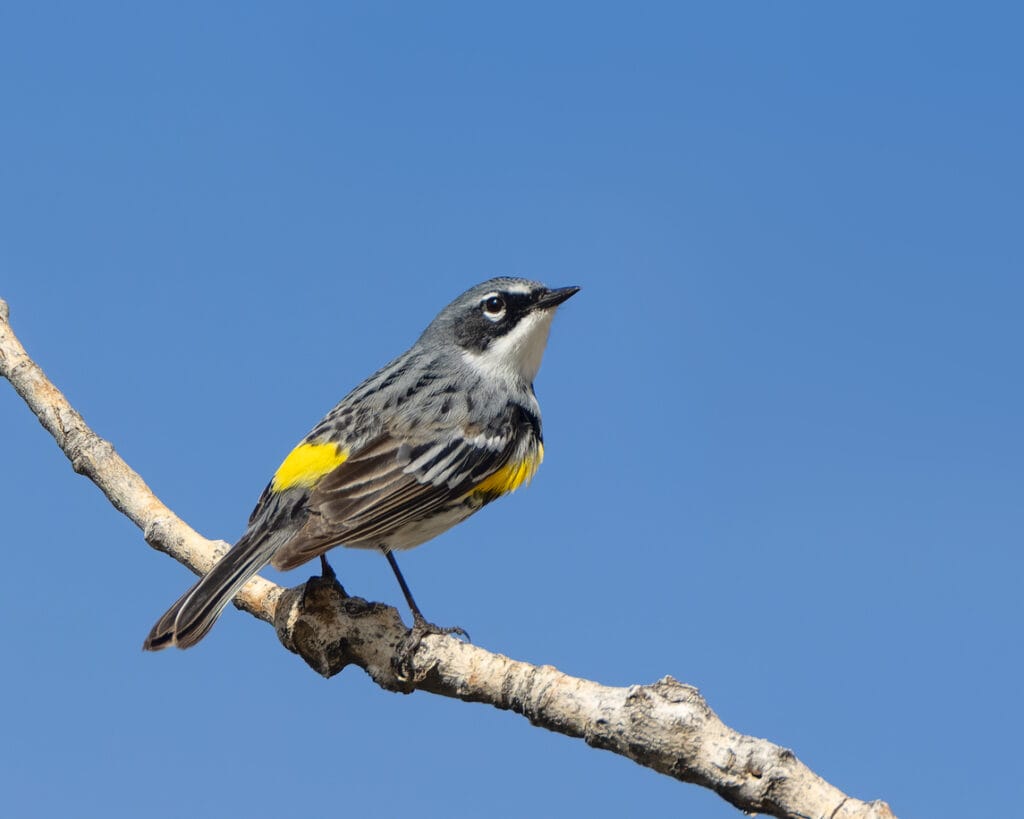 perched yellow rumped warbler