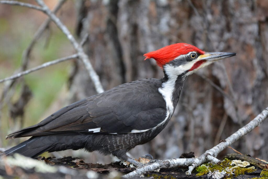 pileated woodpecker