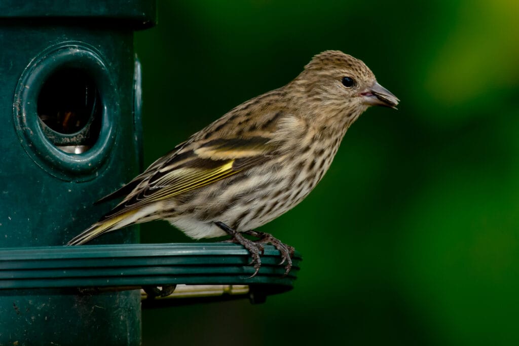 pine siskin on feeder