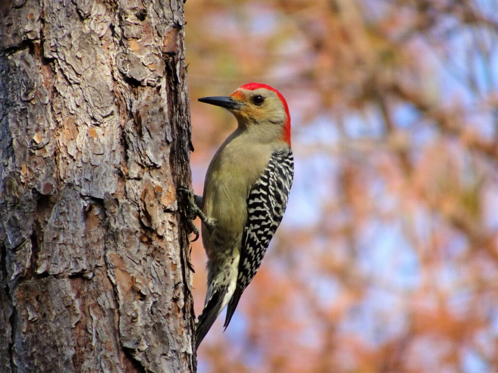 red bellied woodpecker pecking