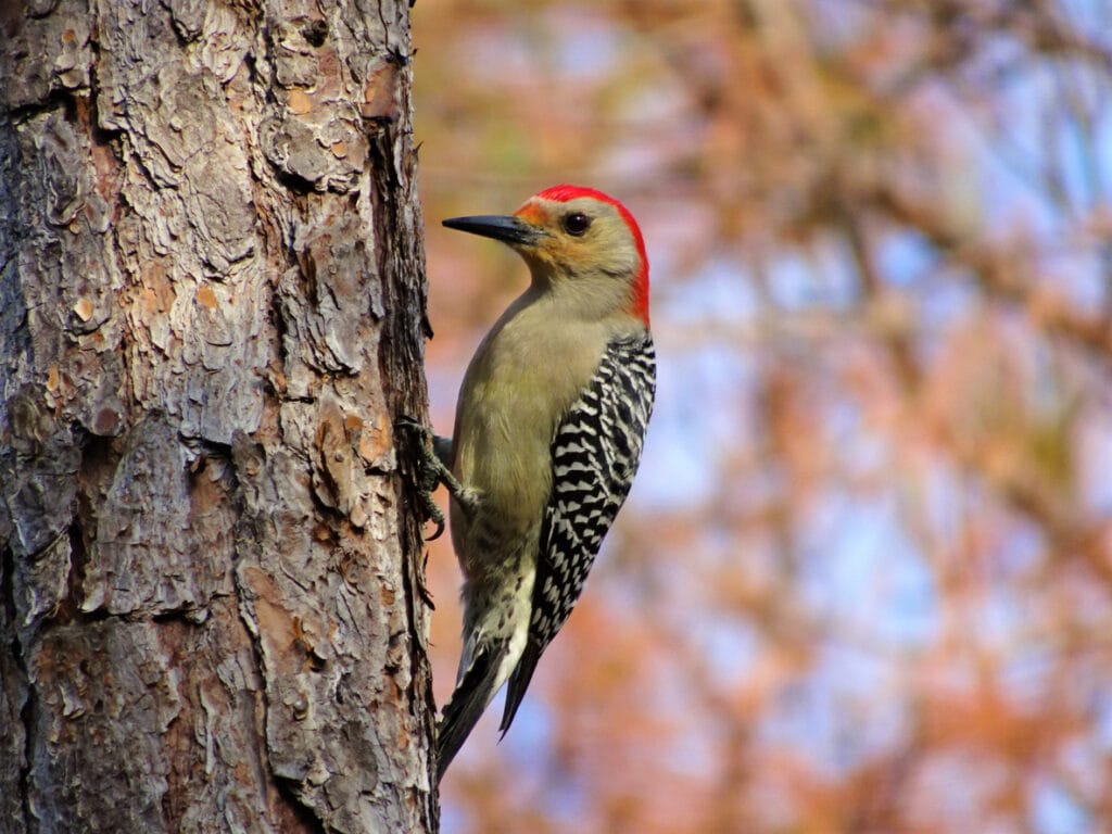 Red bellied woodpecker