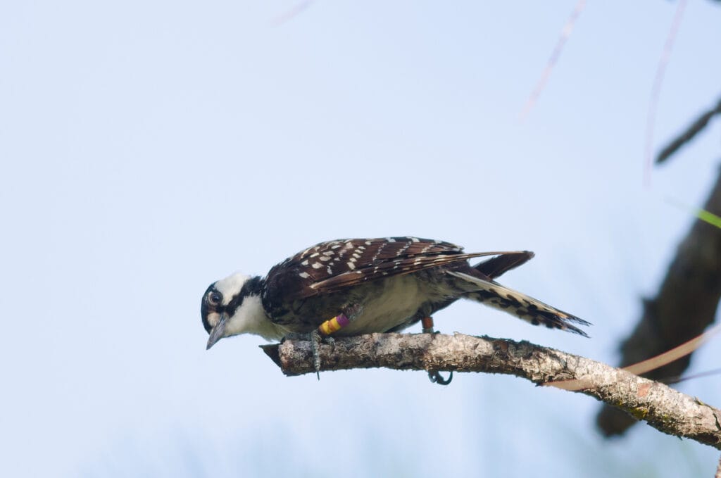 red cockaded woodpecker on branch