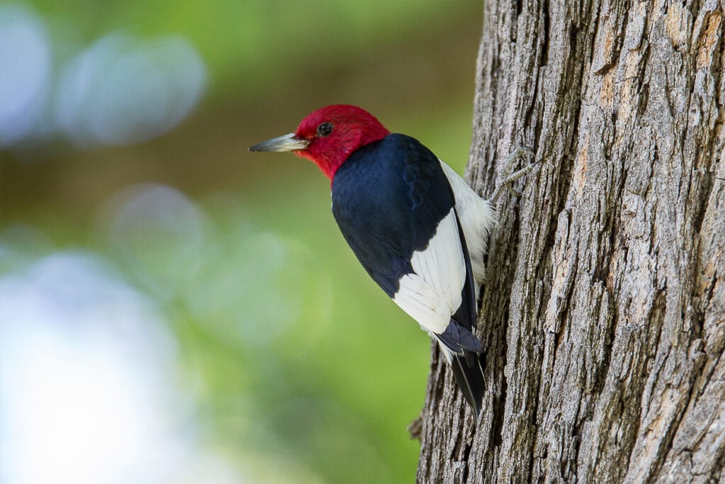 red headed woodpecker on a tree