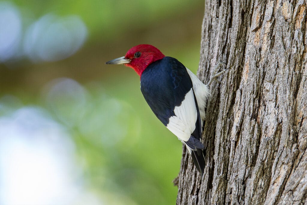 Red-headed Woodpecker