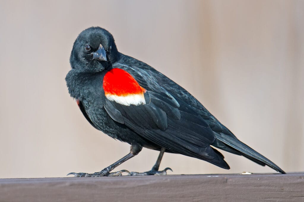 red winged blackbird standing