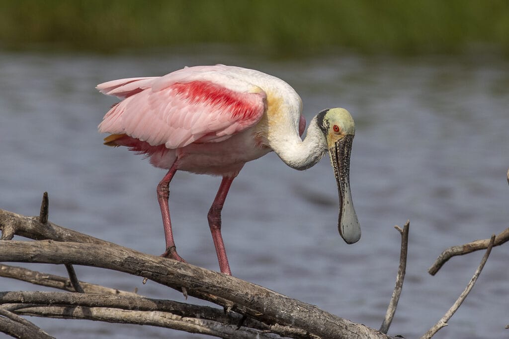 roseate spoonbill hunting