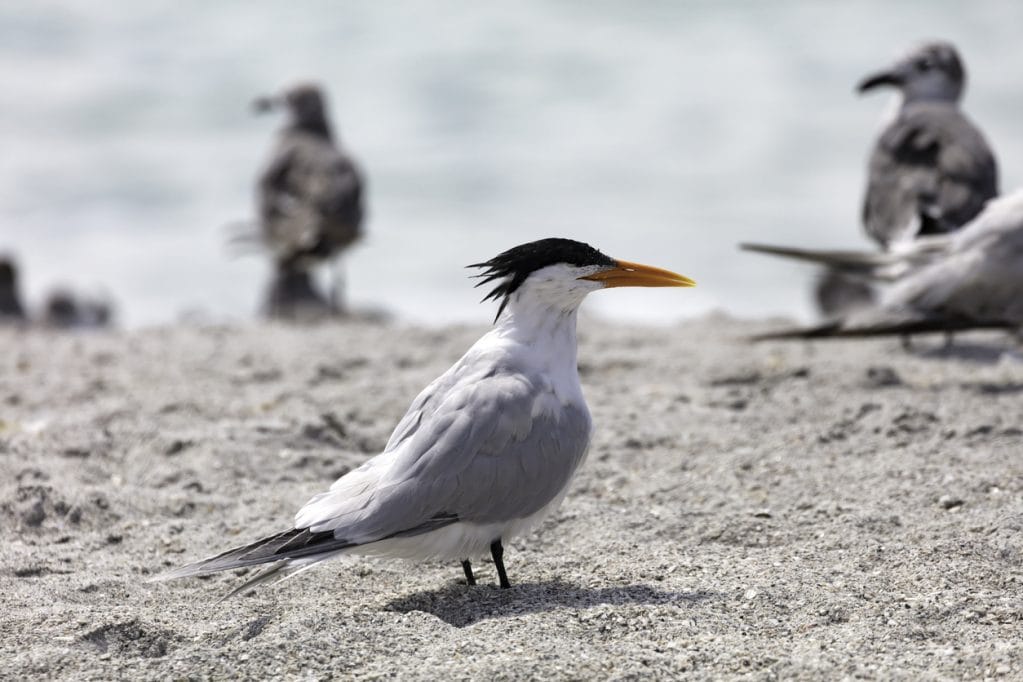 royal tern on the beach