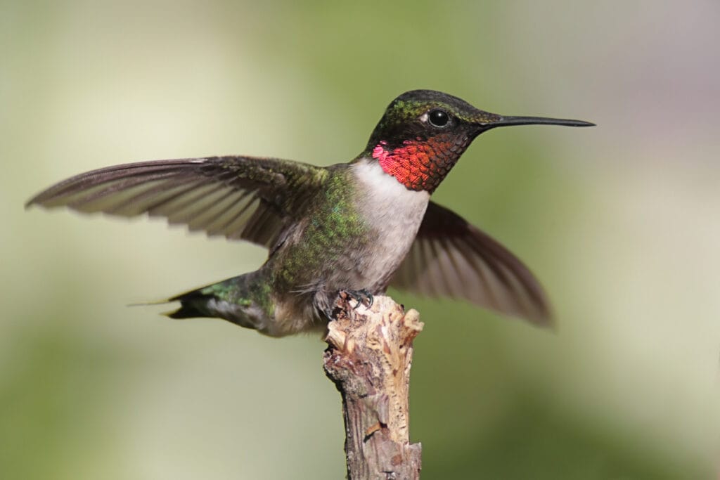 ruby throated hummingbird