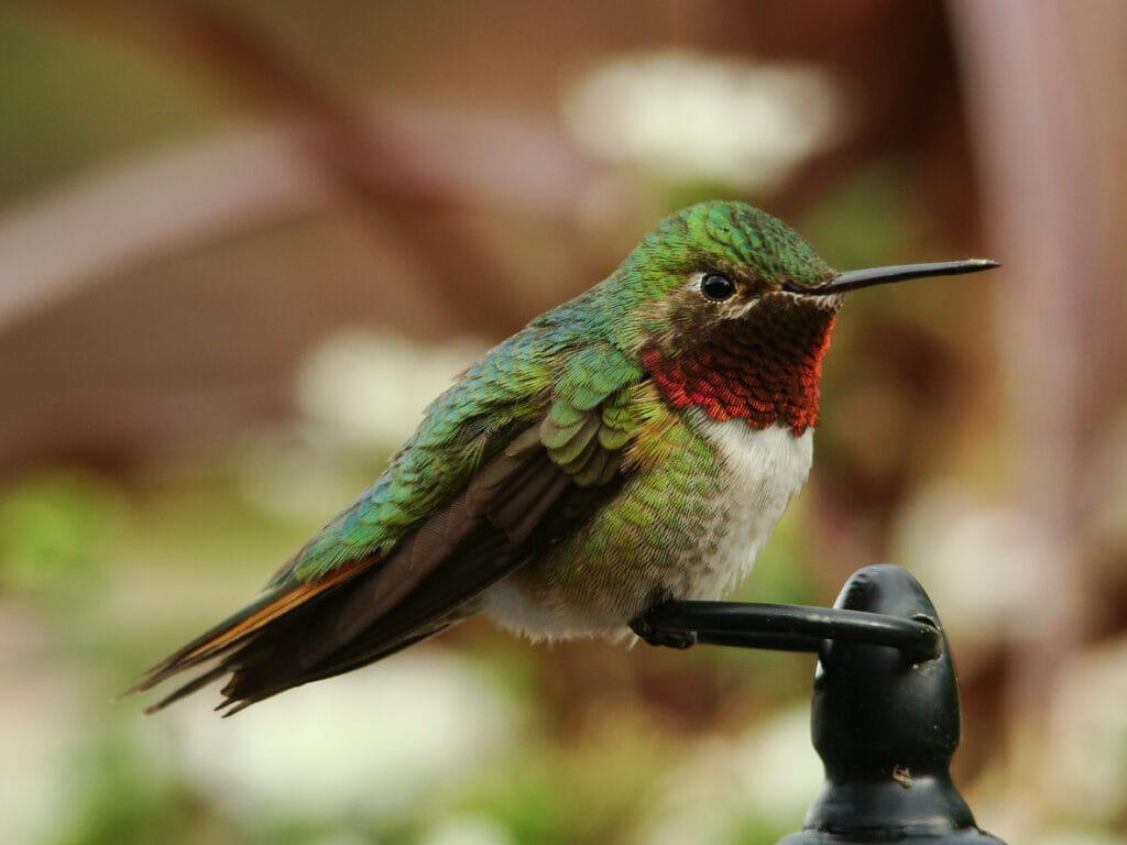 ruby throated hummingbird close up