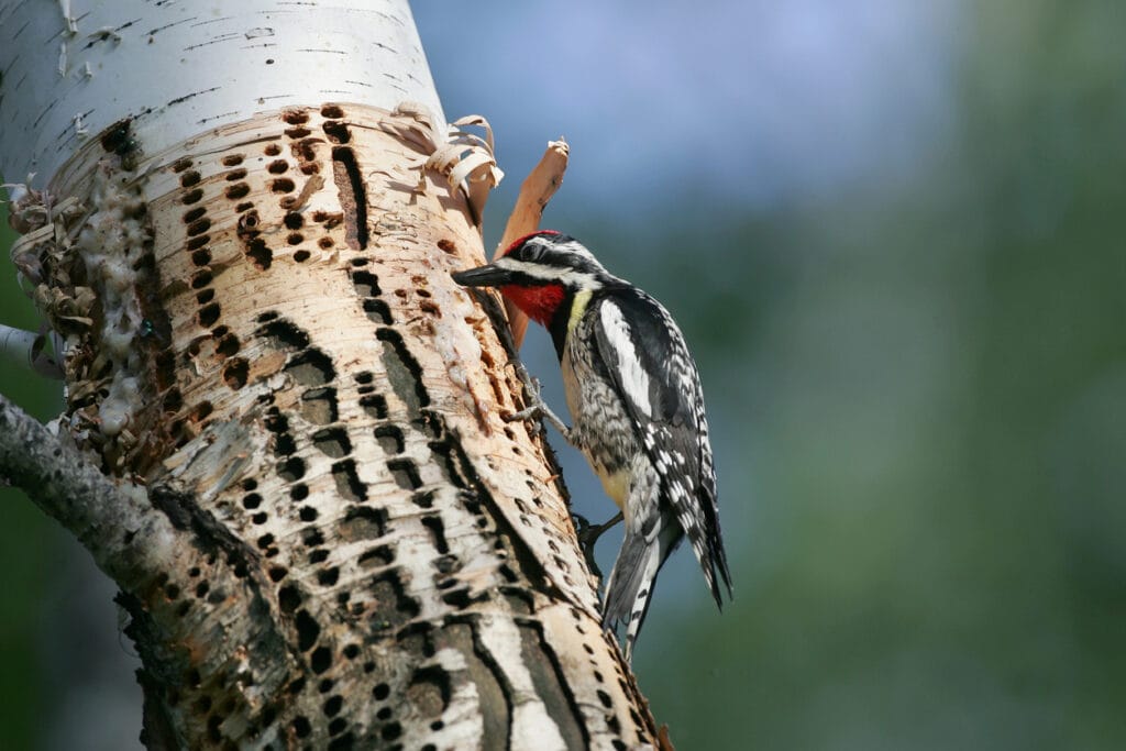 sapsucker feeding on tree