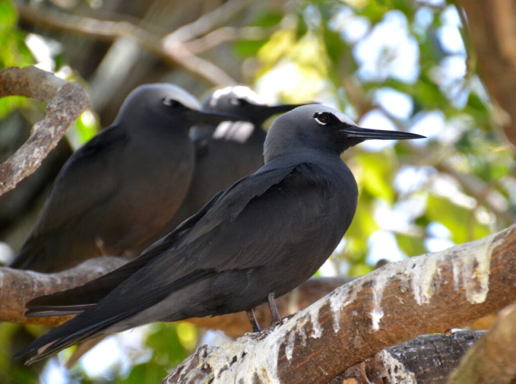 several black noddys