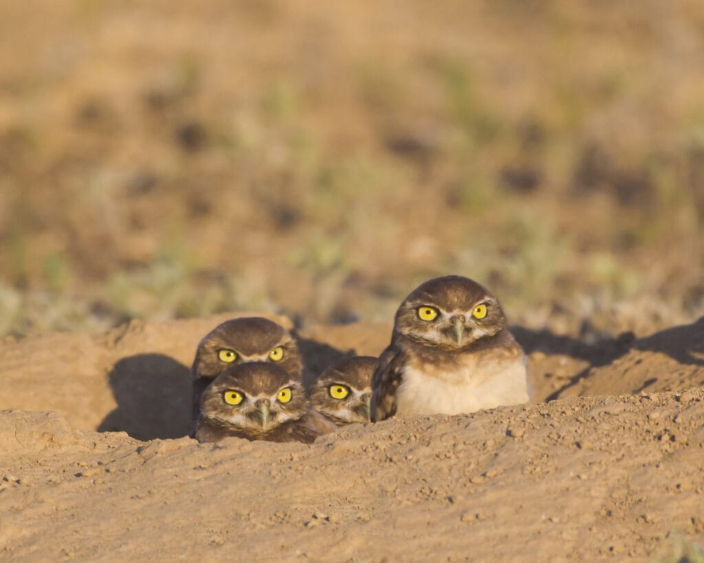 several burrowing owls