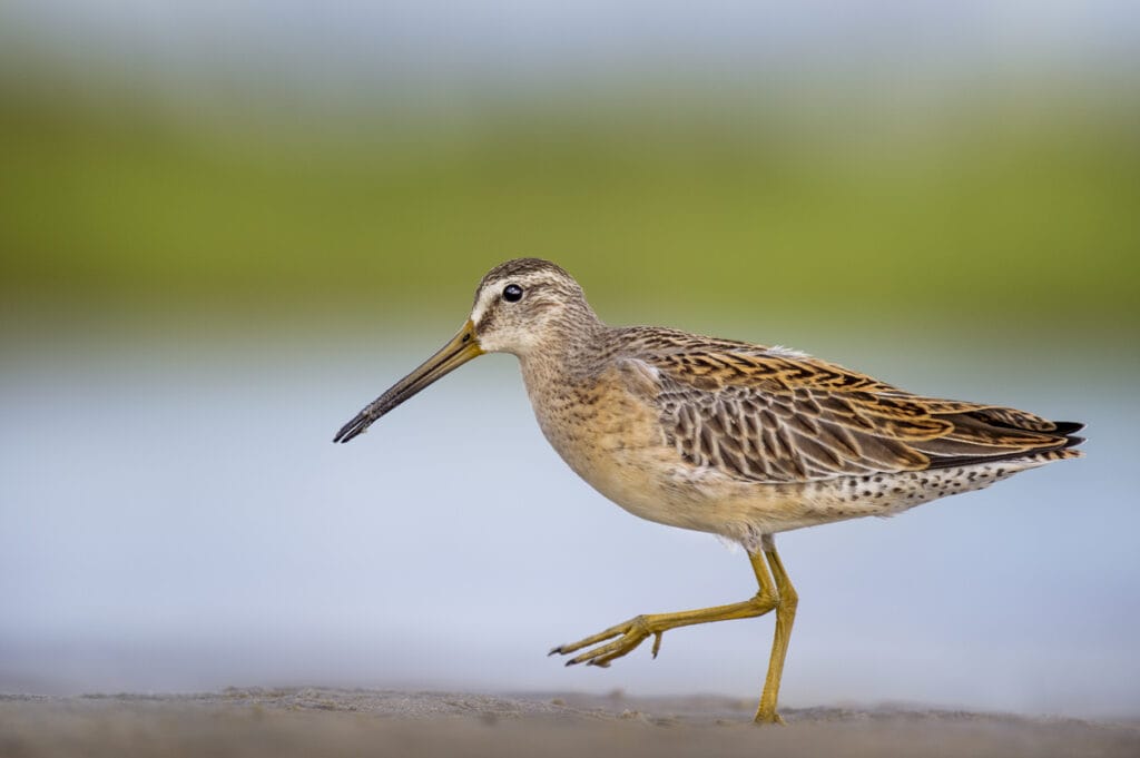 short billed dowitcher walking