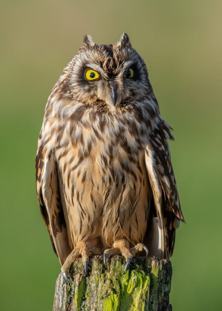 Yellow eyed Short eared owl perching with sharp talons