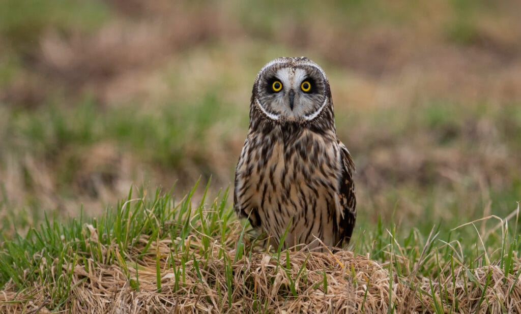 short eared owl on the ground