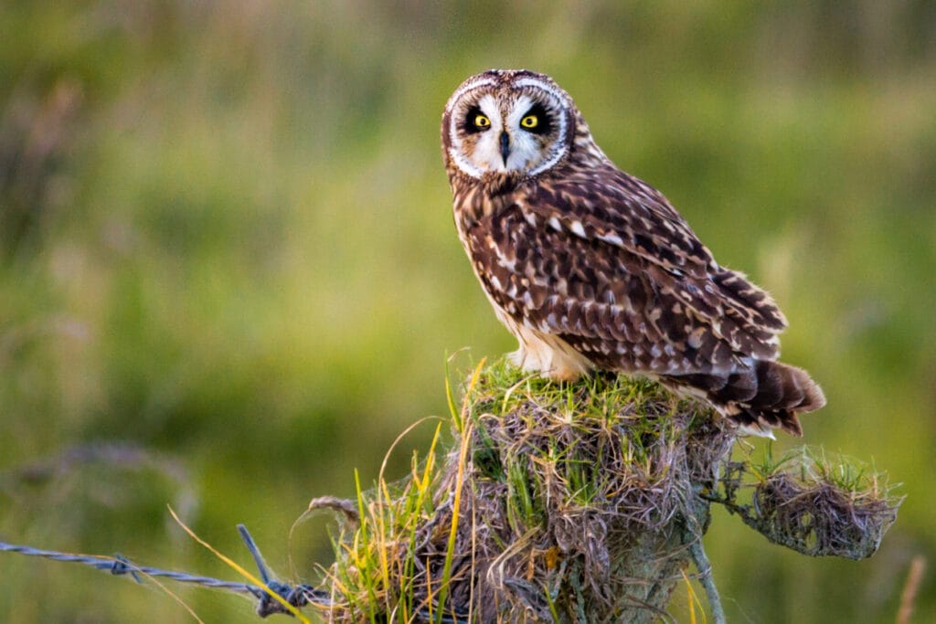 short eared owl perched
