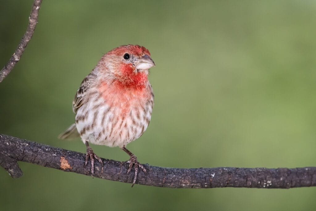 small perched house finch