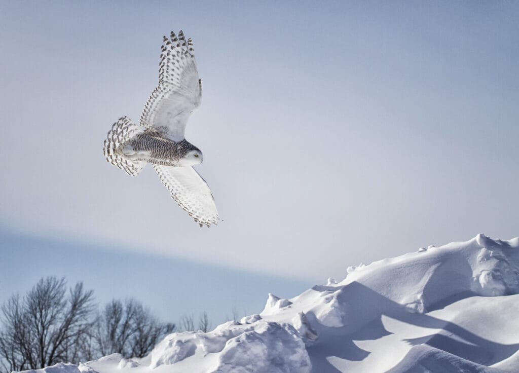 snowy owl in michigan