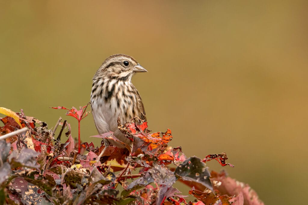 song sparrow resting