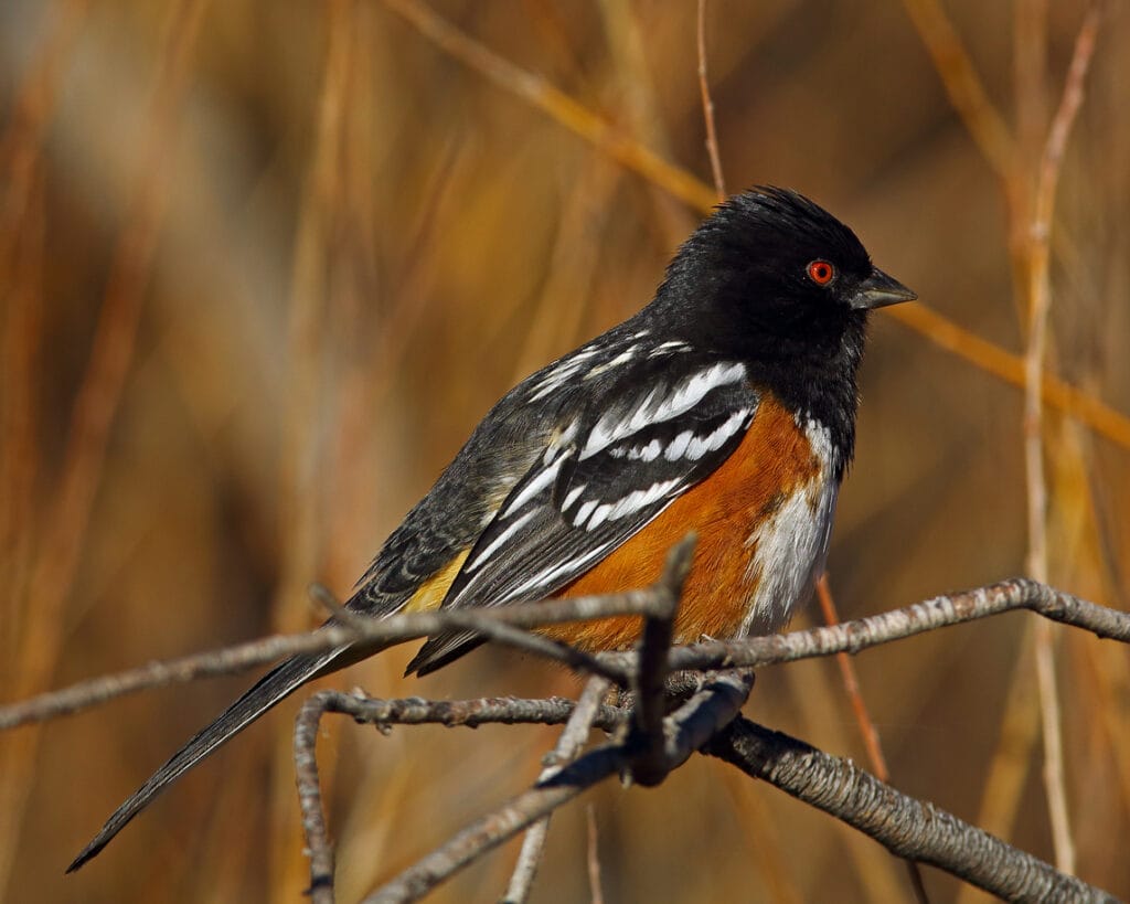 spotted towhee close up