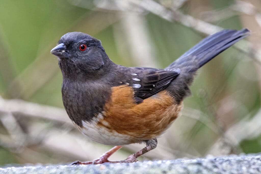 spotted towhee on fence