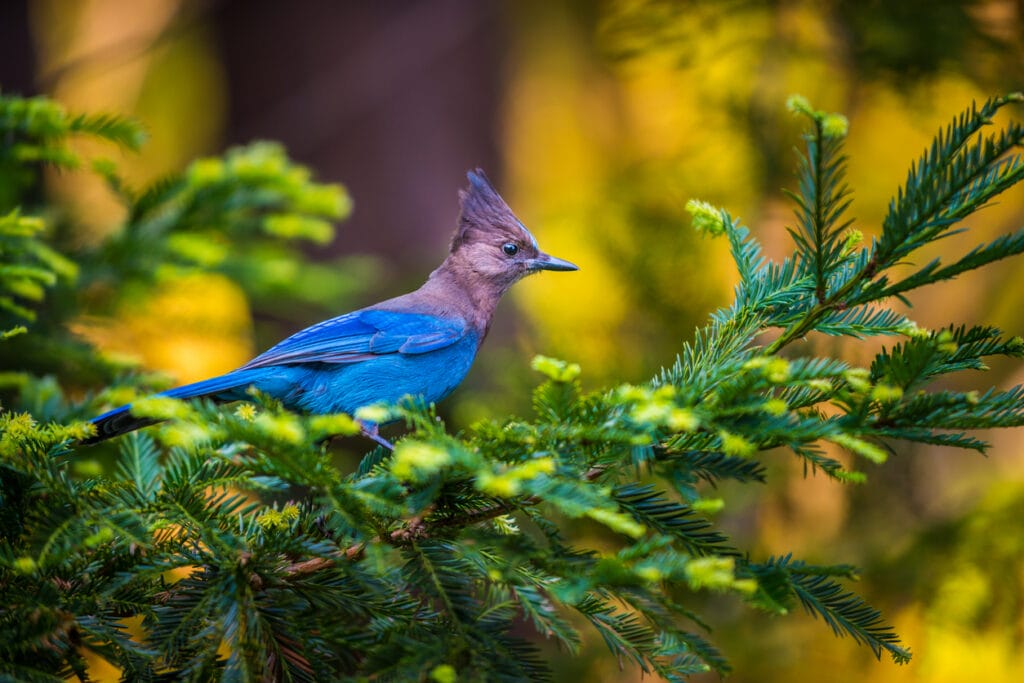 steller's jay in a tree