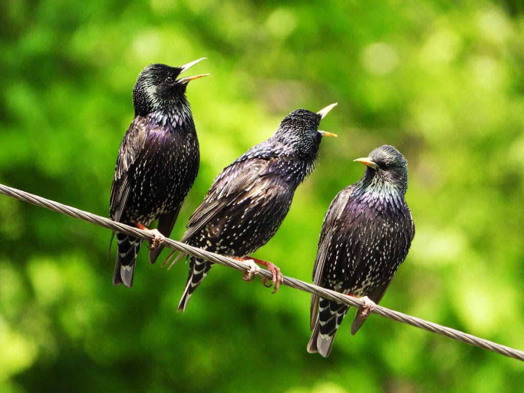 three european starlings