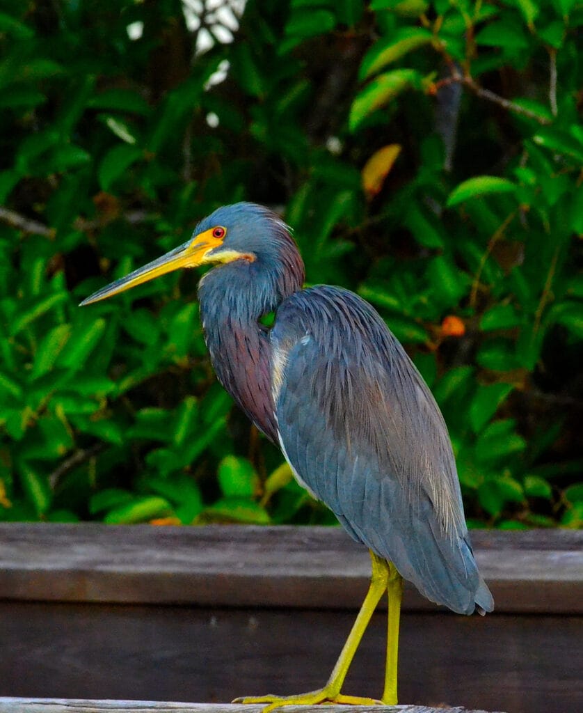 tricolored heron