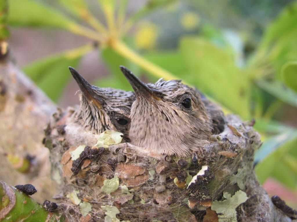 two baby hummingbirds