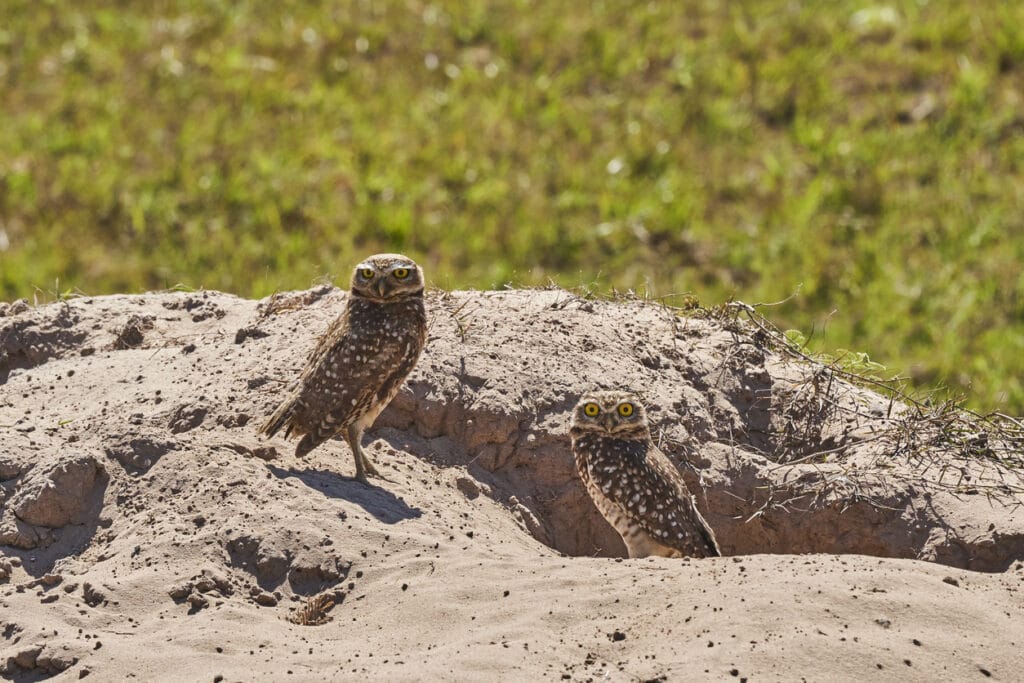 two burrowing owls